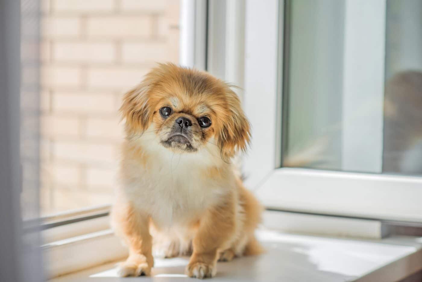 Tibetan Spaniel