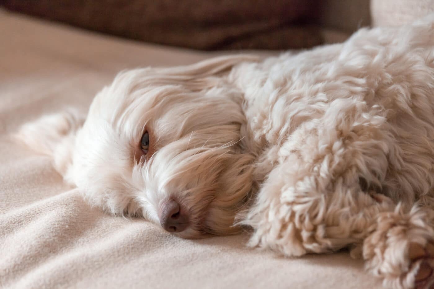 Havanese