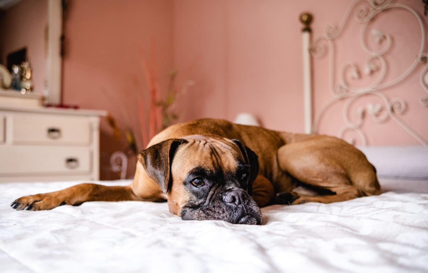 Boxer dog