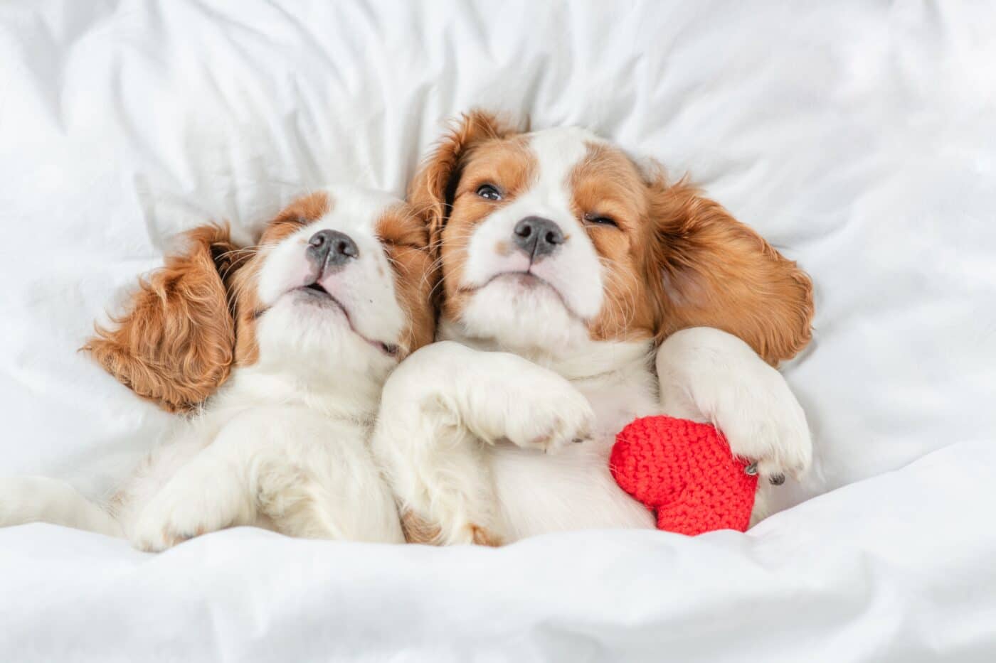 Cavalier King Charles Spaniel