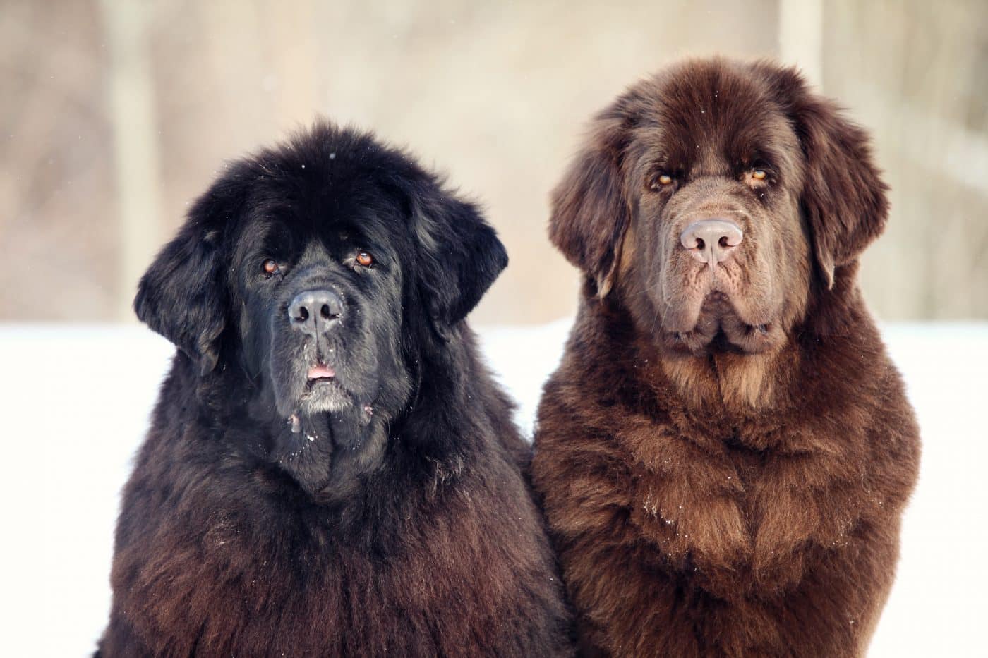 Newfoundland dog