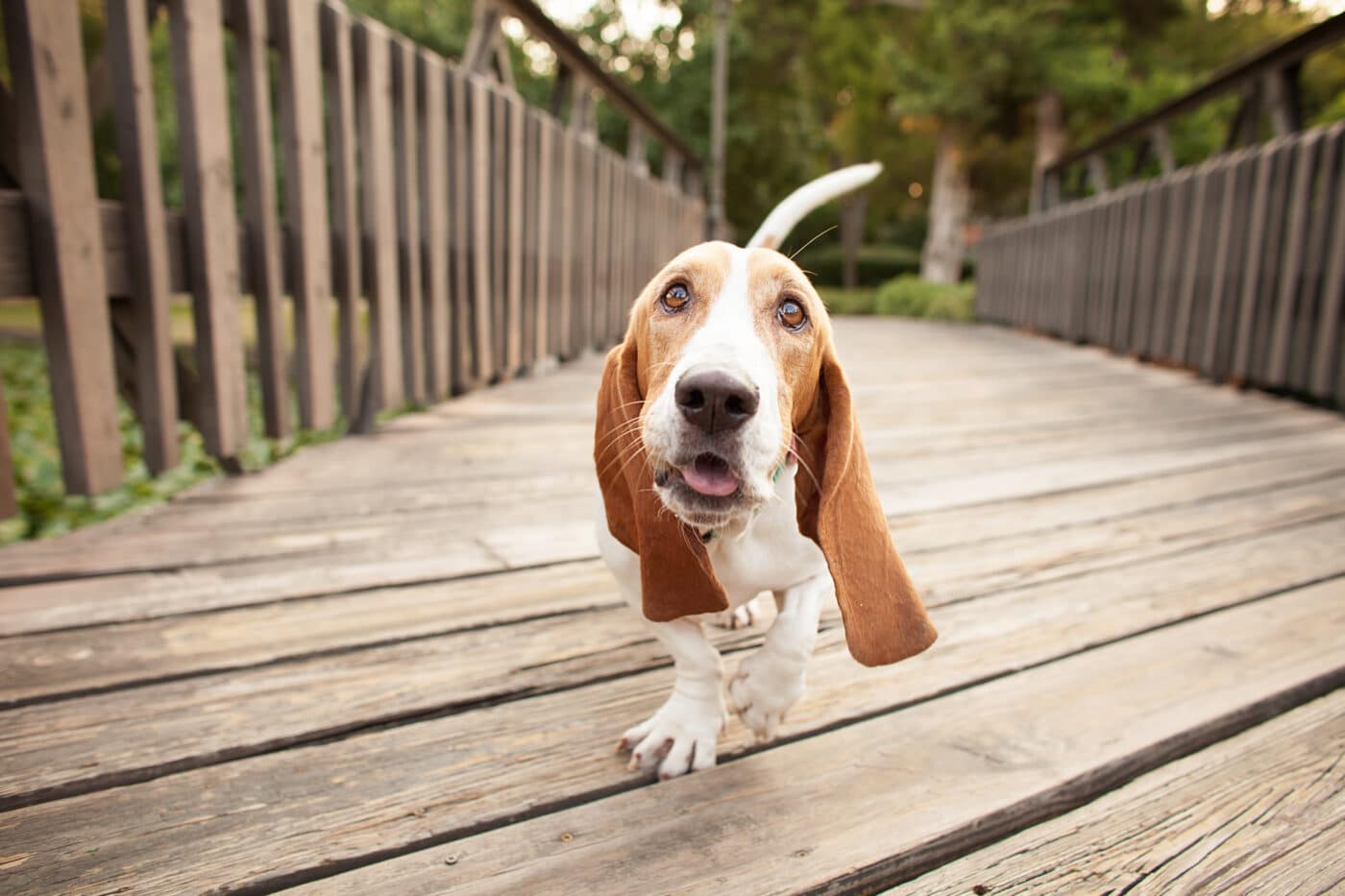 Basset Hound