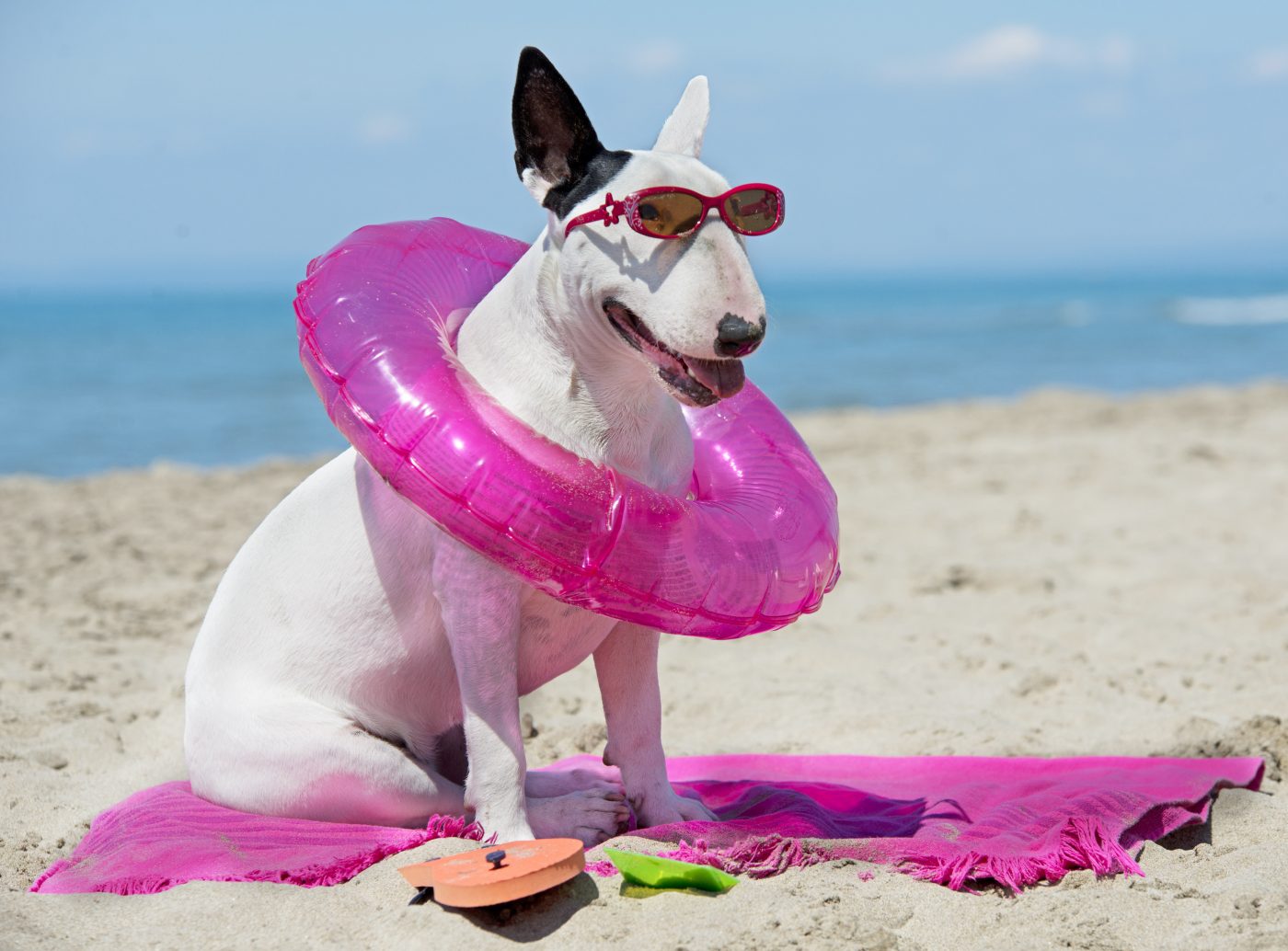 Bull Terrier