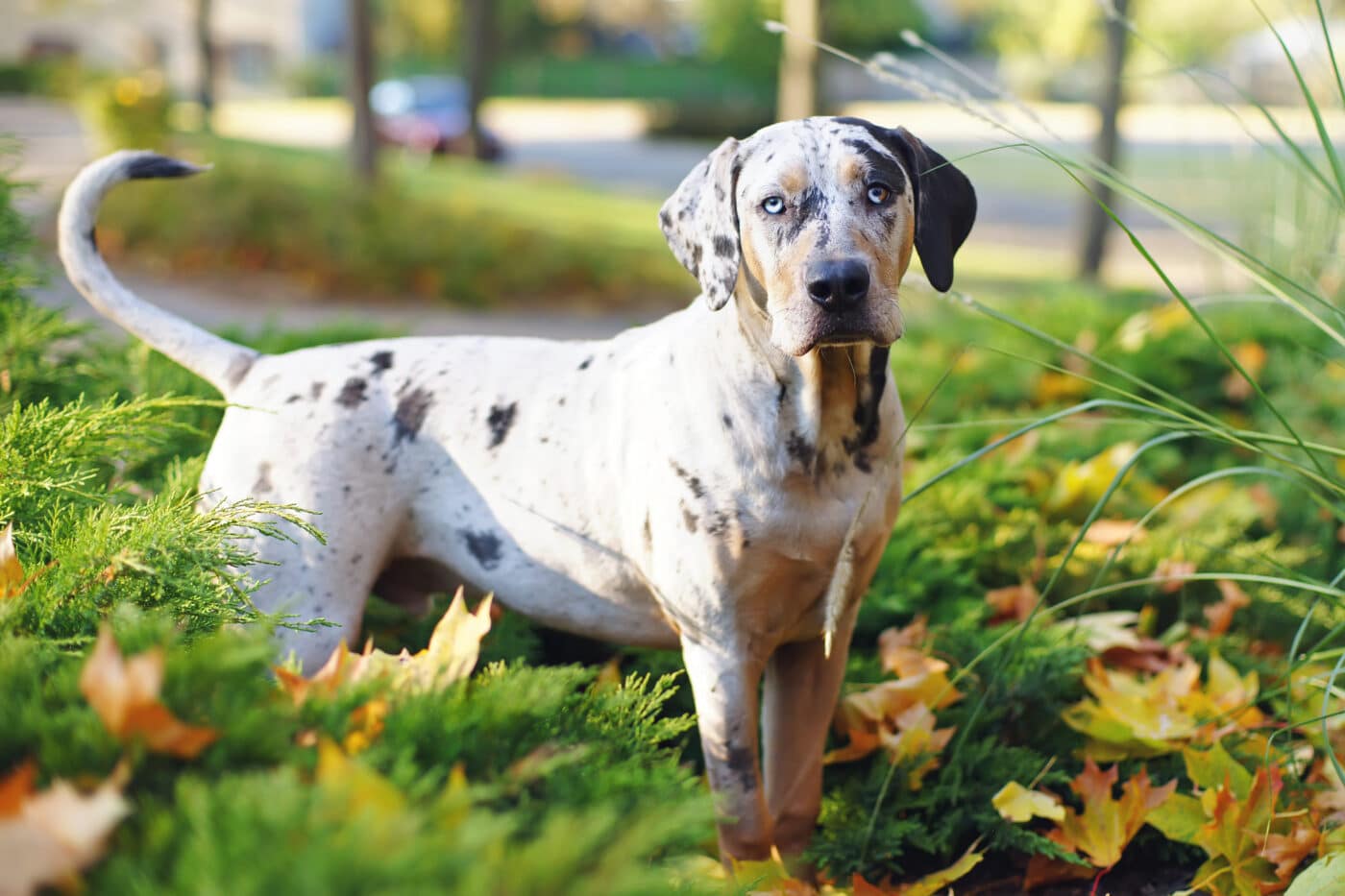 Catahoula Leopard Dog