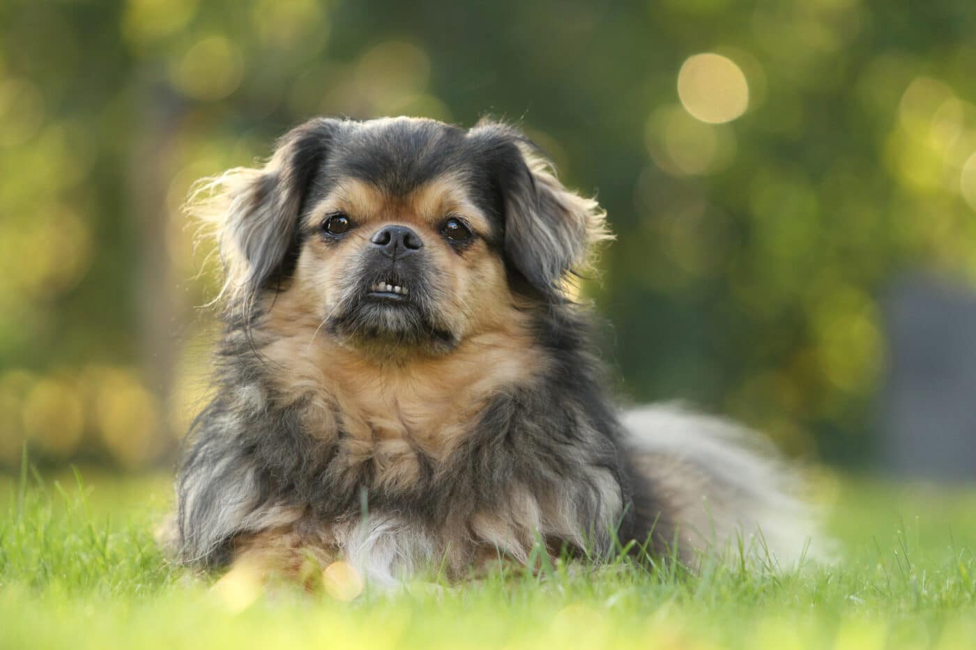 Tibetan Spaniel