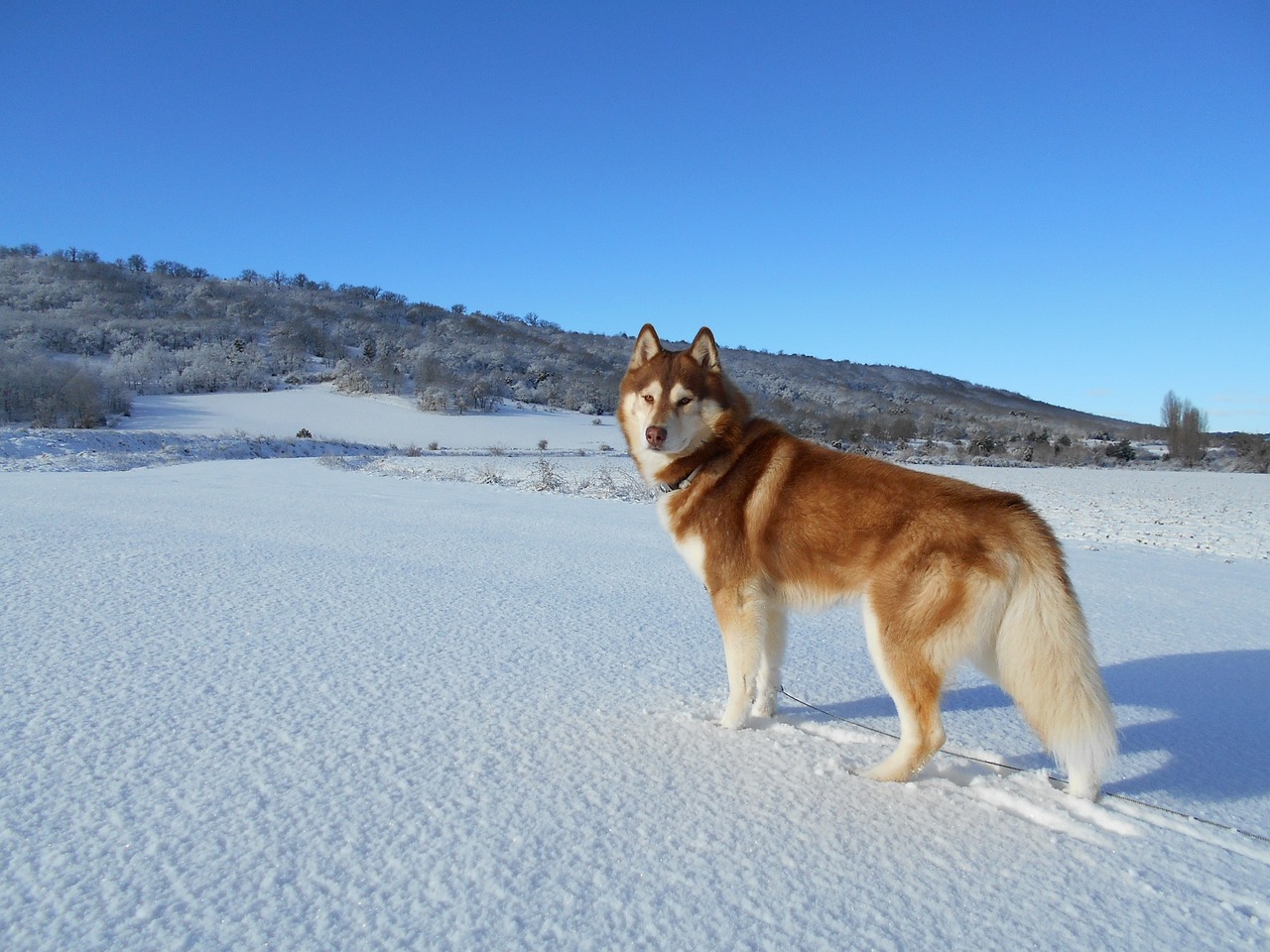 siberian husky 1291343 1280 1