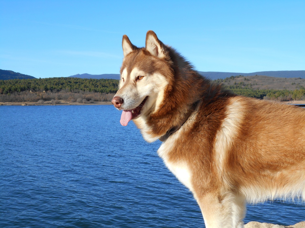 siberian husky 2467862 1280 1