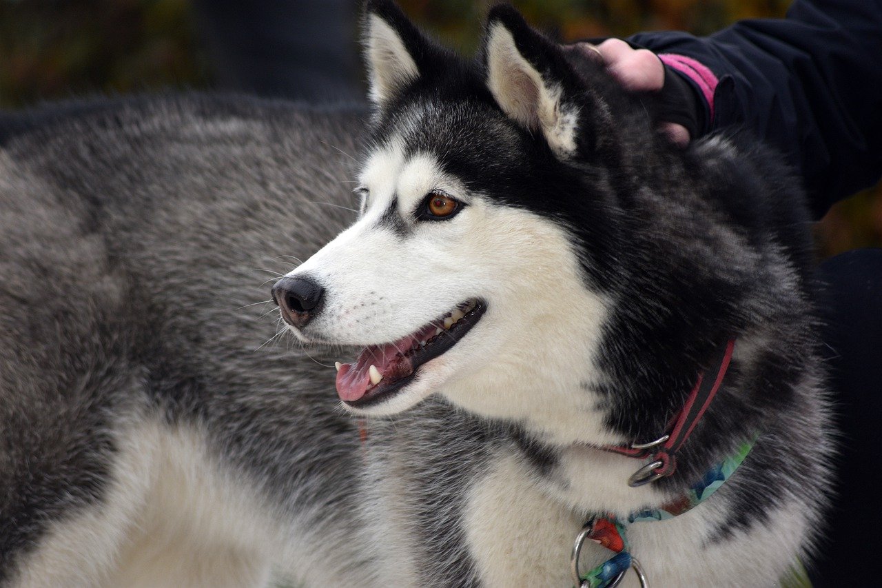 siberian husky 7630275 1280 1 1