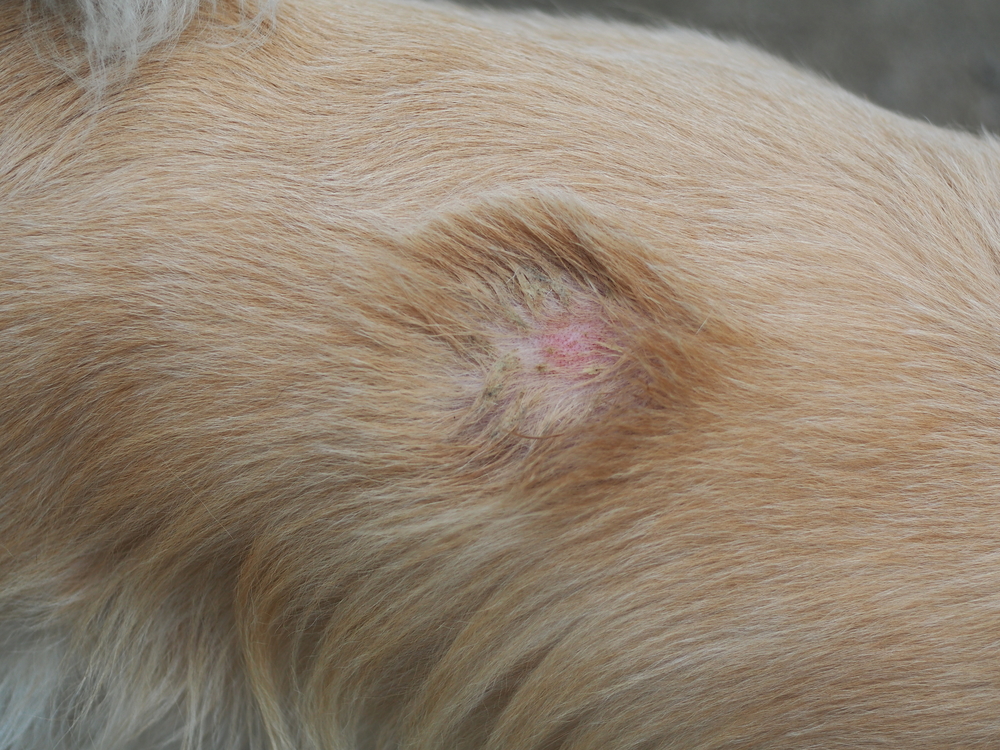 skin infection at the back of the dog