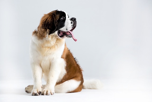 st bernard outdoor 3485788 640