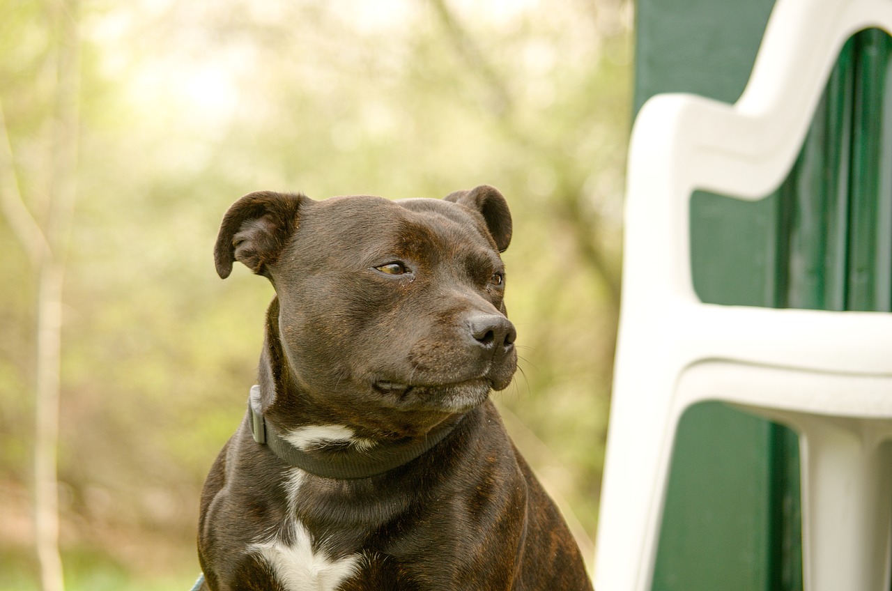 staffordshire bull terrier 7199361 1280