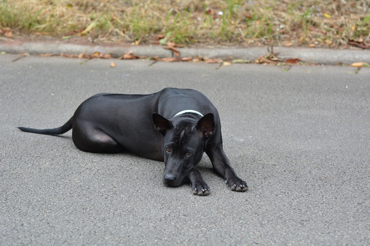 thai ridgeback 1515760 1280