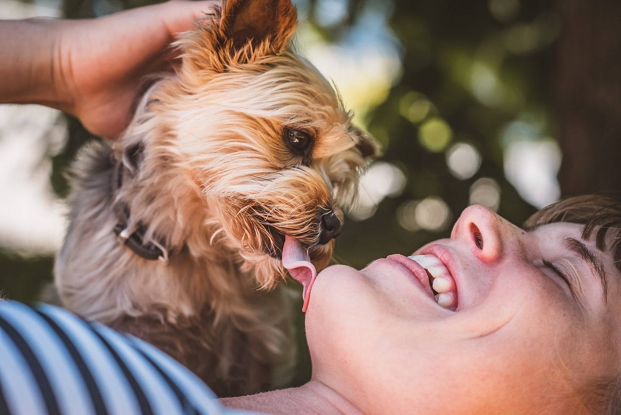 top 10 dog breeds form strongest bonds