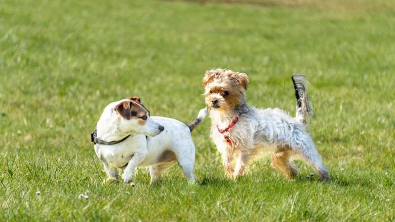 two small dogs playing at the park