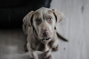 weimaraner 1381186 1280 350x233 1