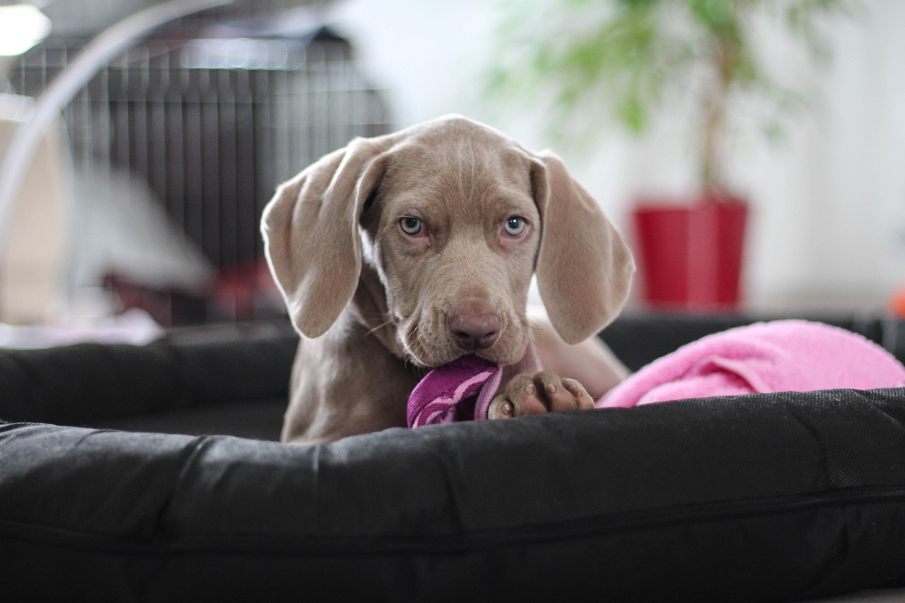 weimaraner 1381187 1280