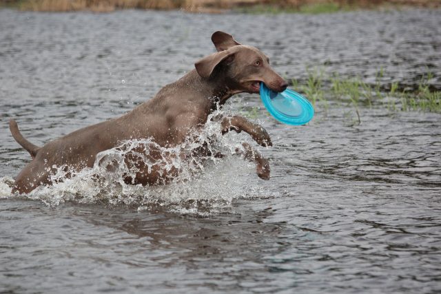 weimaraner 369165 1280 e1717388499458