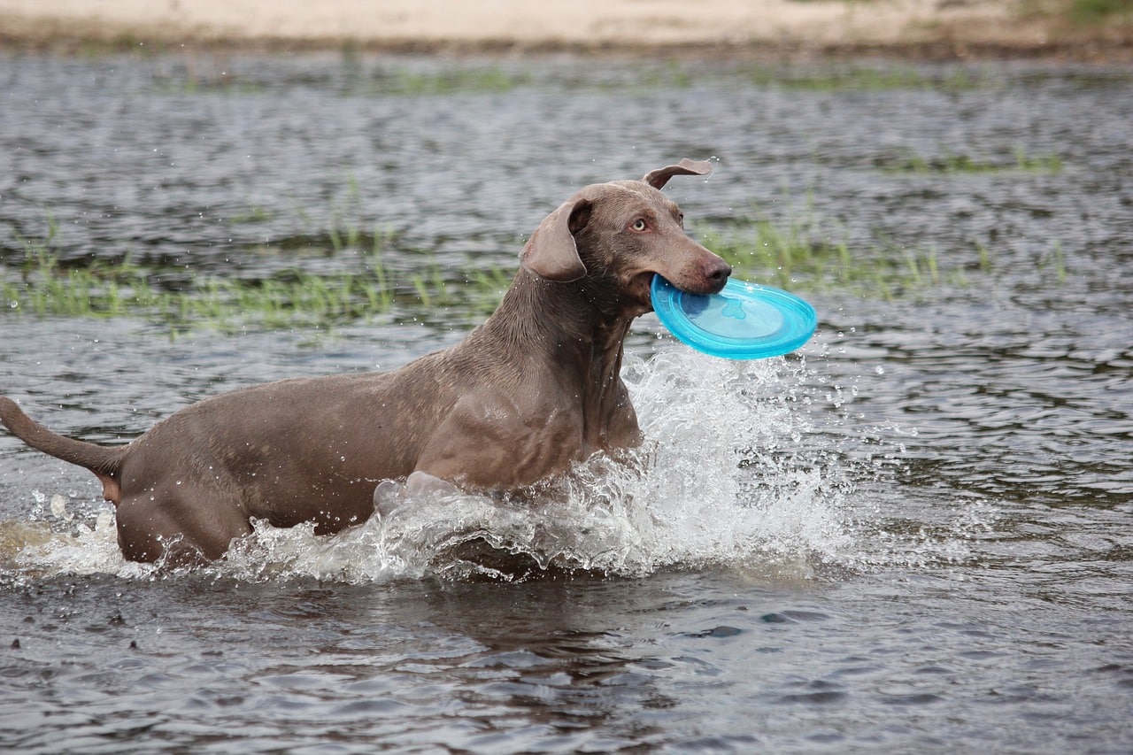 weimaraner 369166 1280