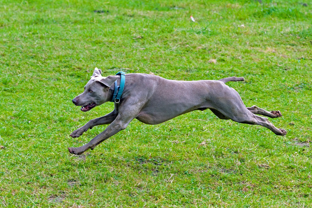 Weimaraner