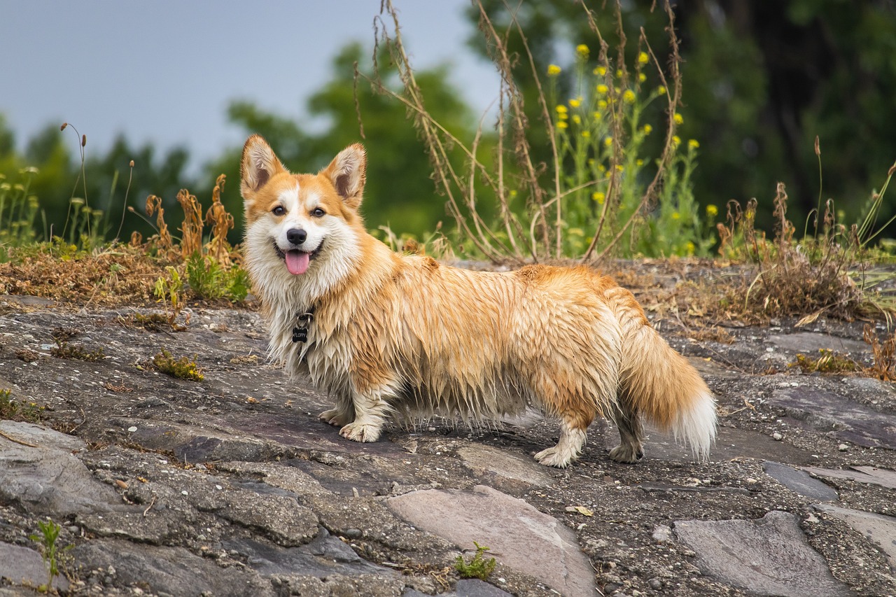 welsh corgi 7242156 1280