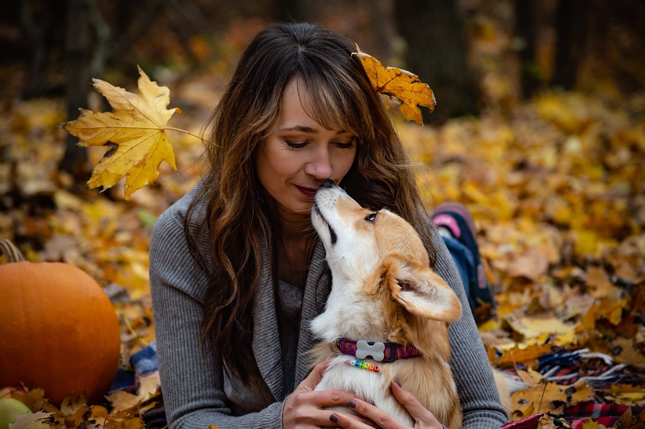 welsh corgi pembroke 4233130 1280 1