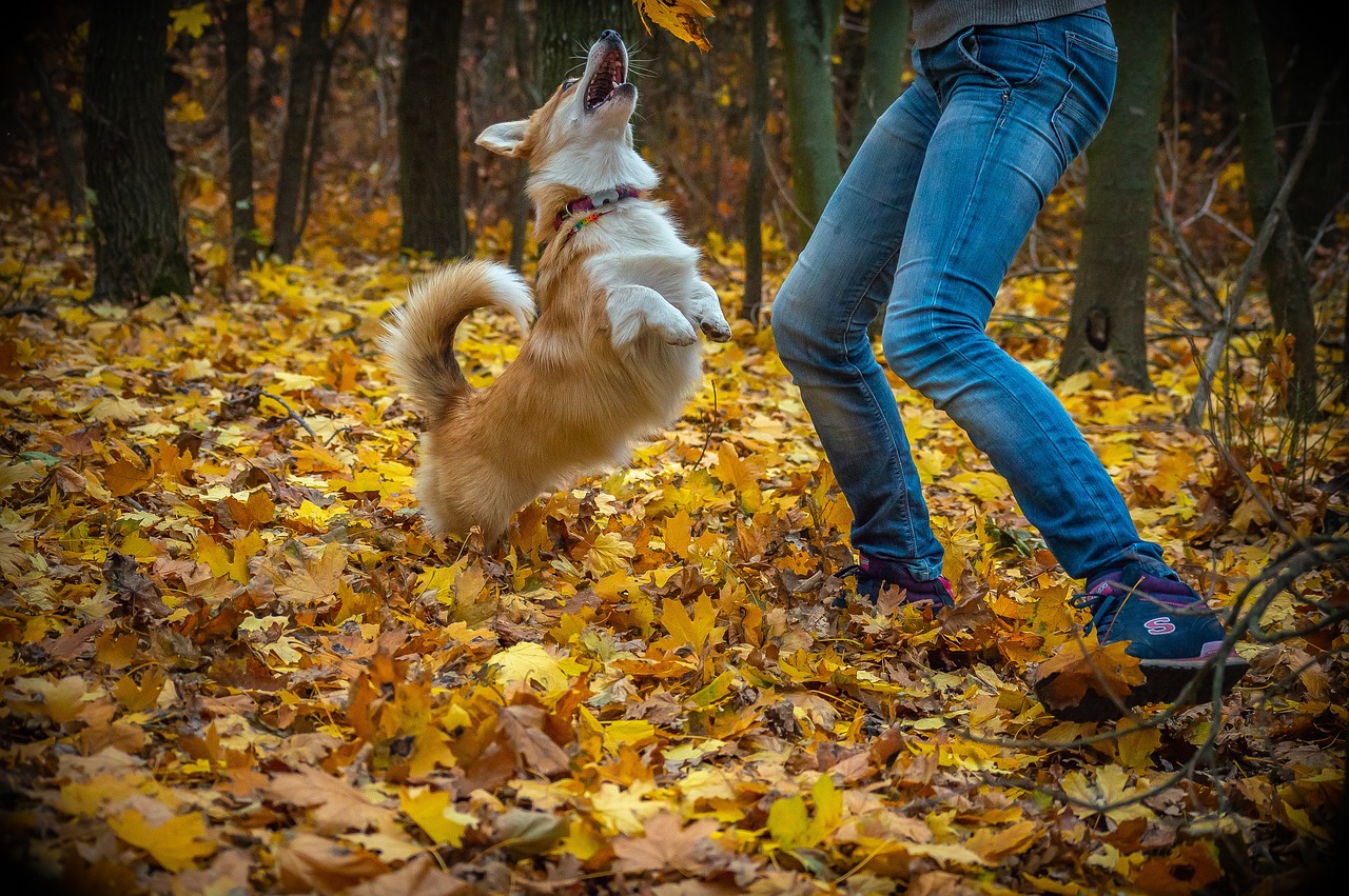 welsh corgi pembroke 4237620 1280