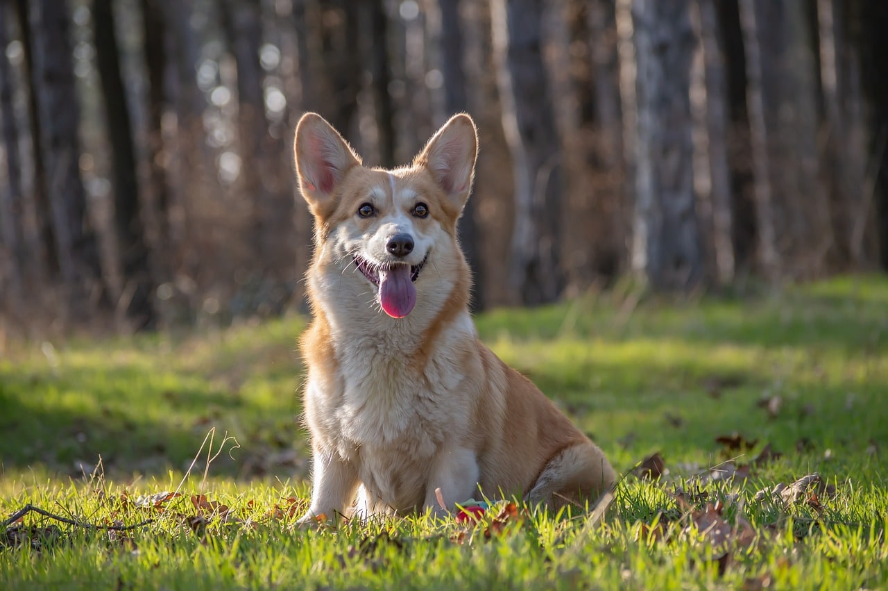 welsh corgi pembroke 4246905 1280