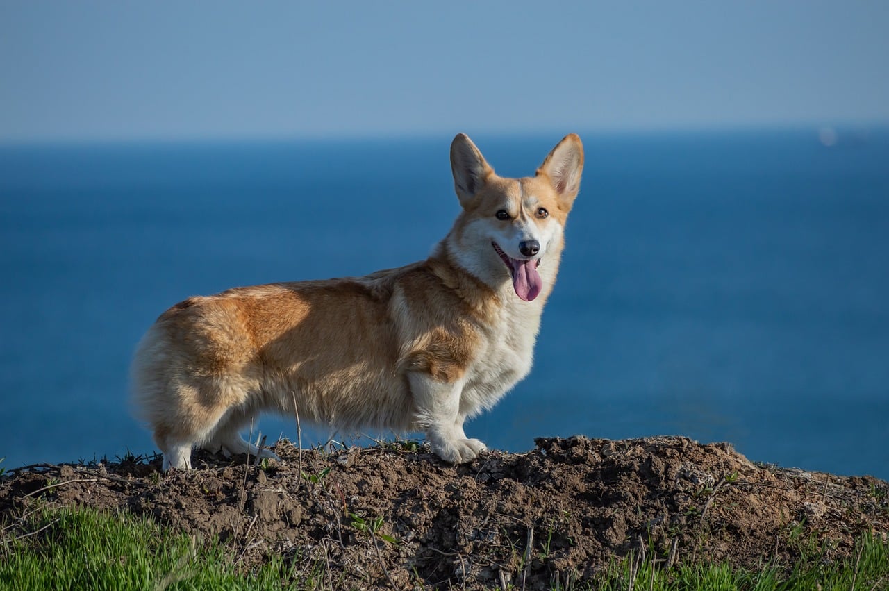 welsh corgi pembroke 4248916 1280