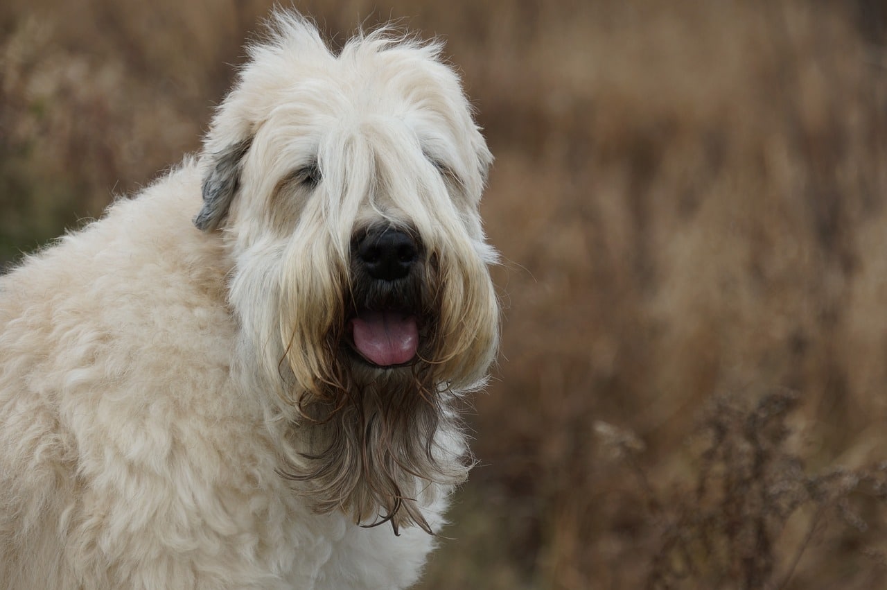 Soft-Coated Wheaten Terrier