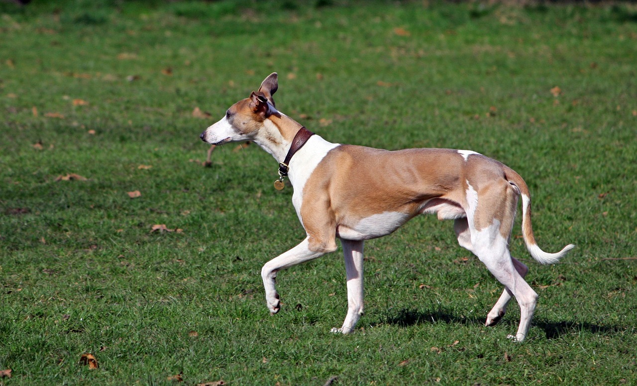 whippet 164118 1280 1