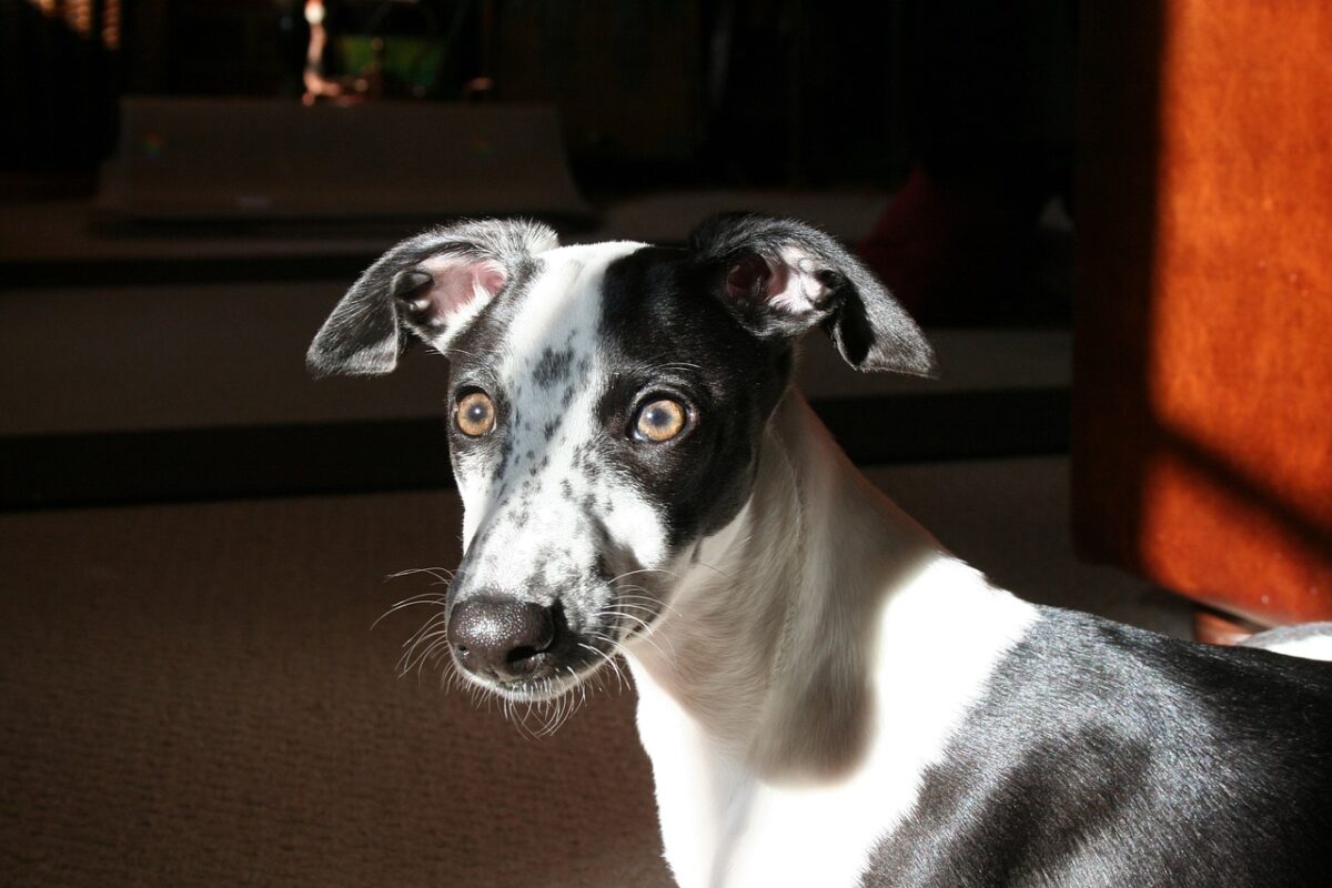 Whippet