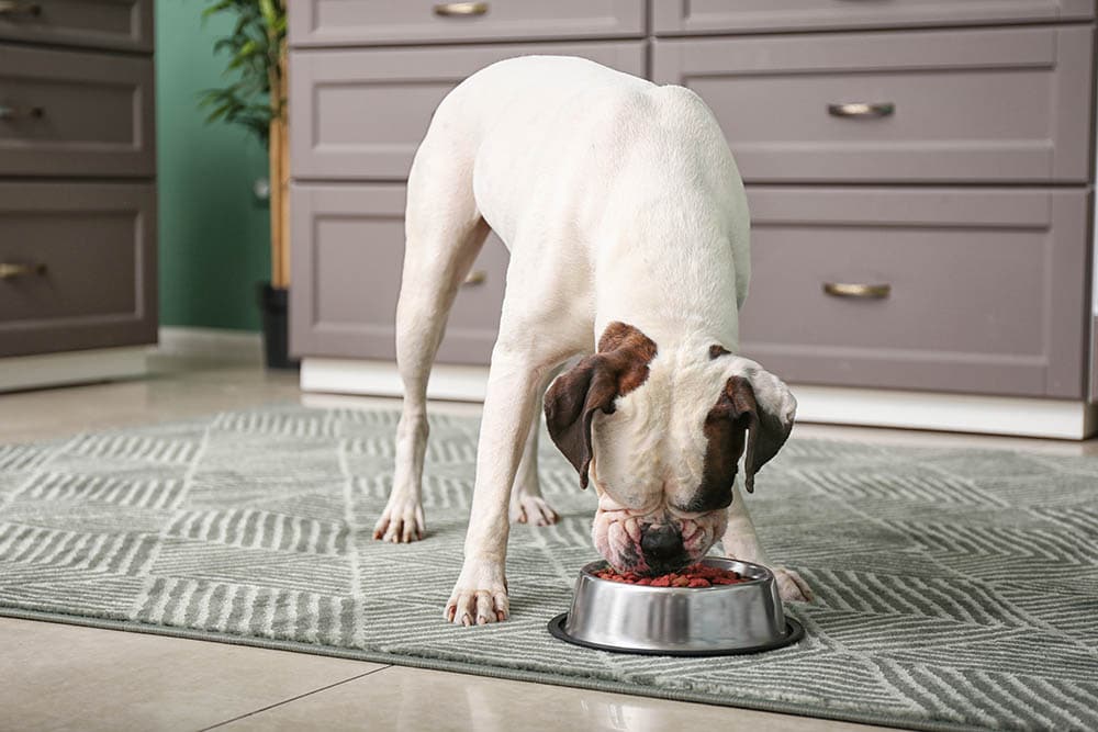 white boxer dog eating Pixel Shot Shutterstock