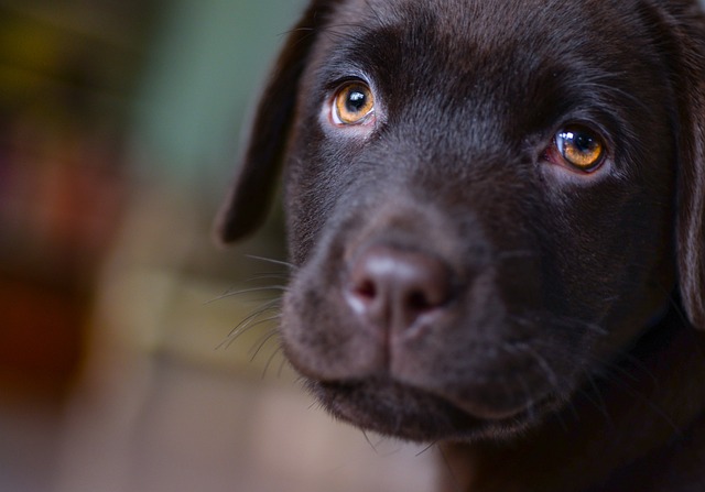 best fresh dog food for Labs