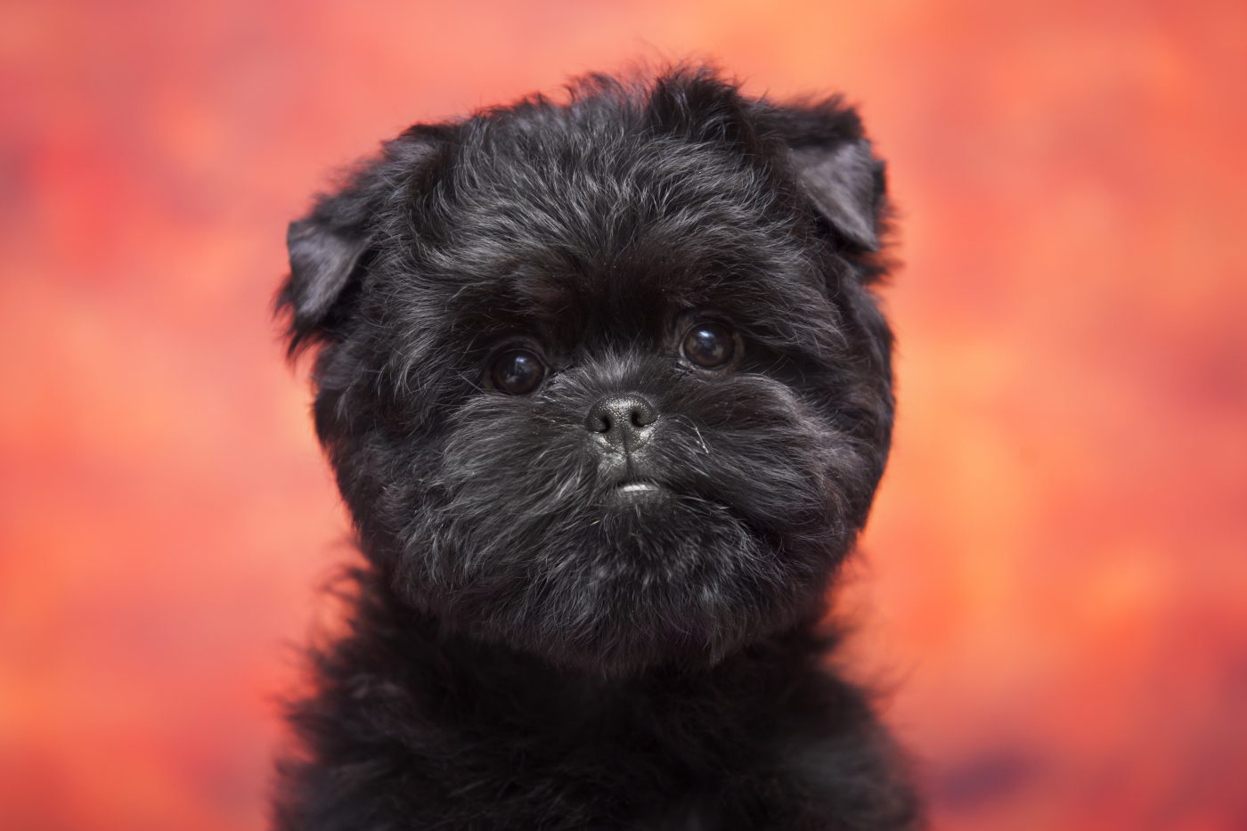 Affenpinscher2 1400x933 1