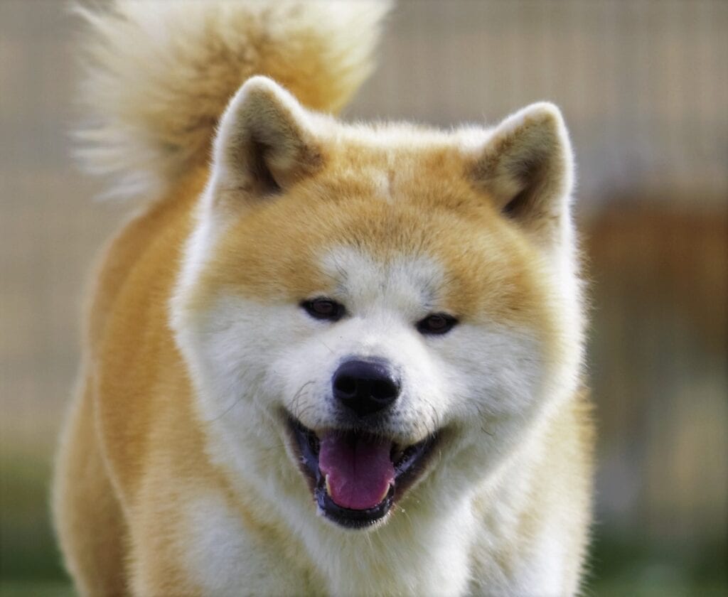 Akita Inu Face Daiju 1024x840 1