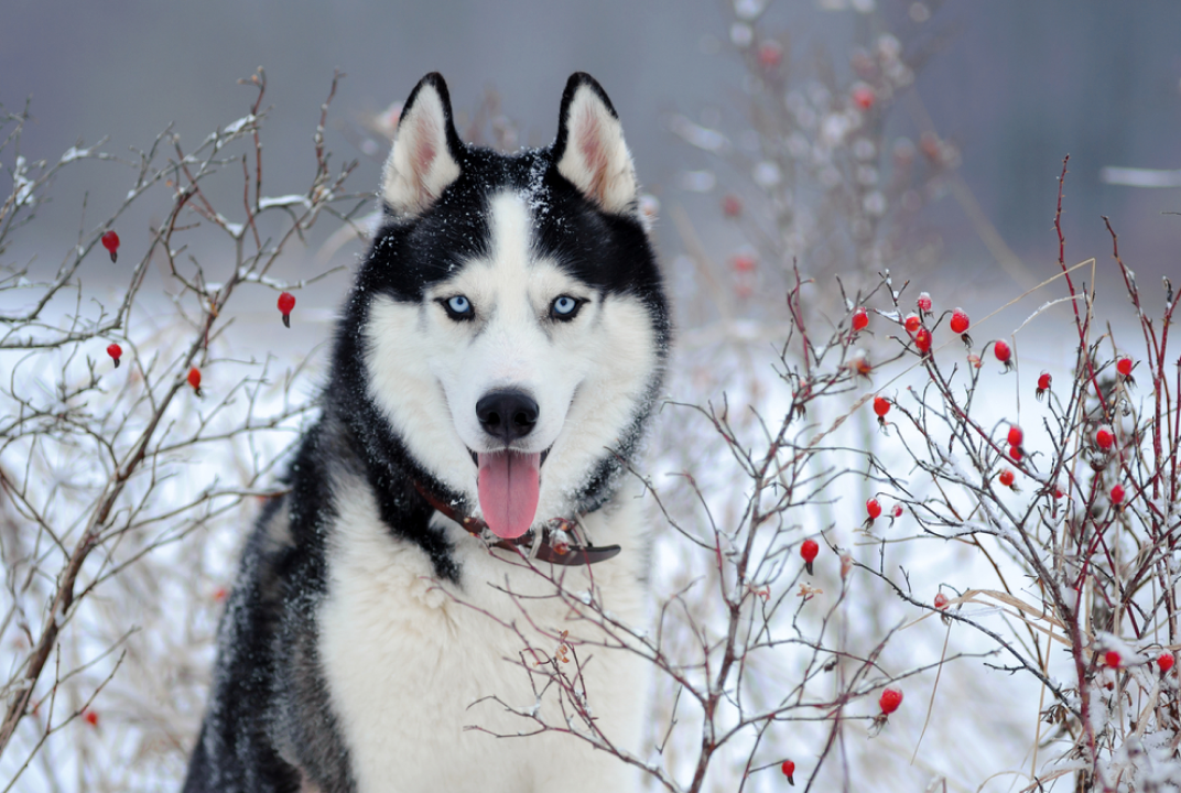 Alaskan Malamutes