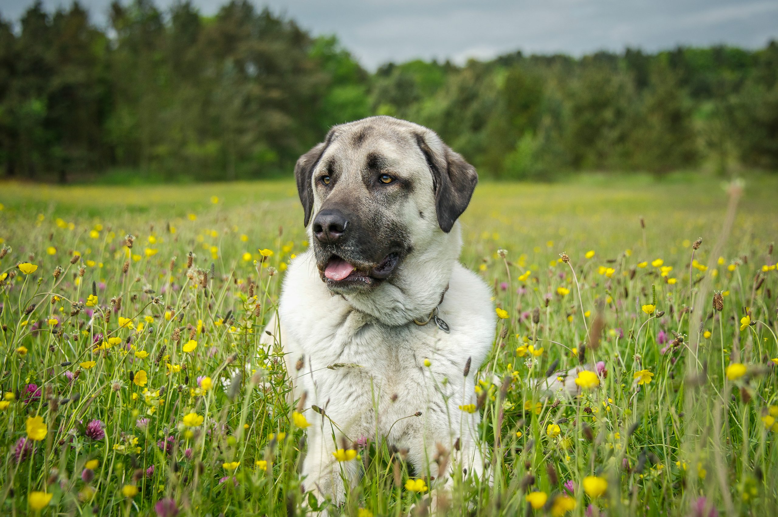 Anatolian Shepherd2 scaled 1