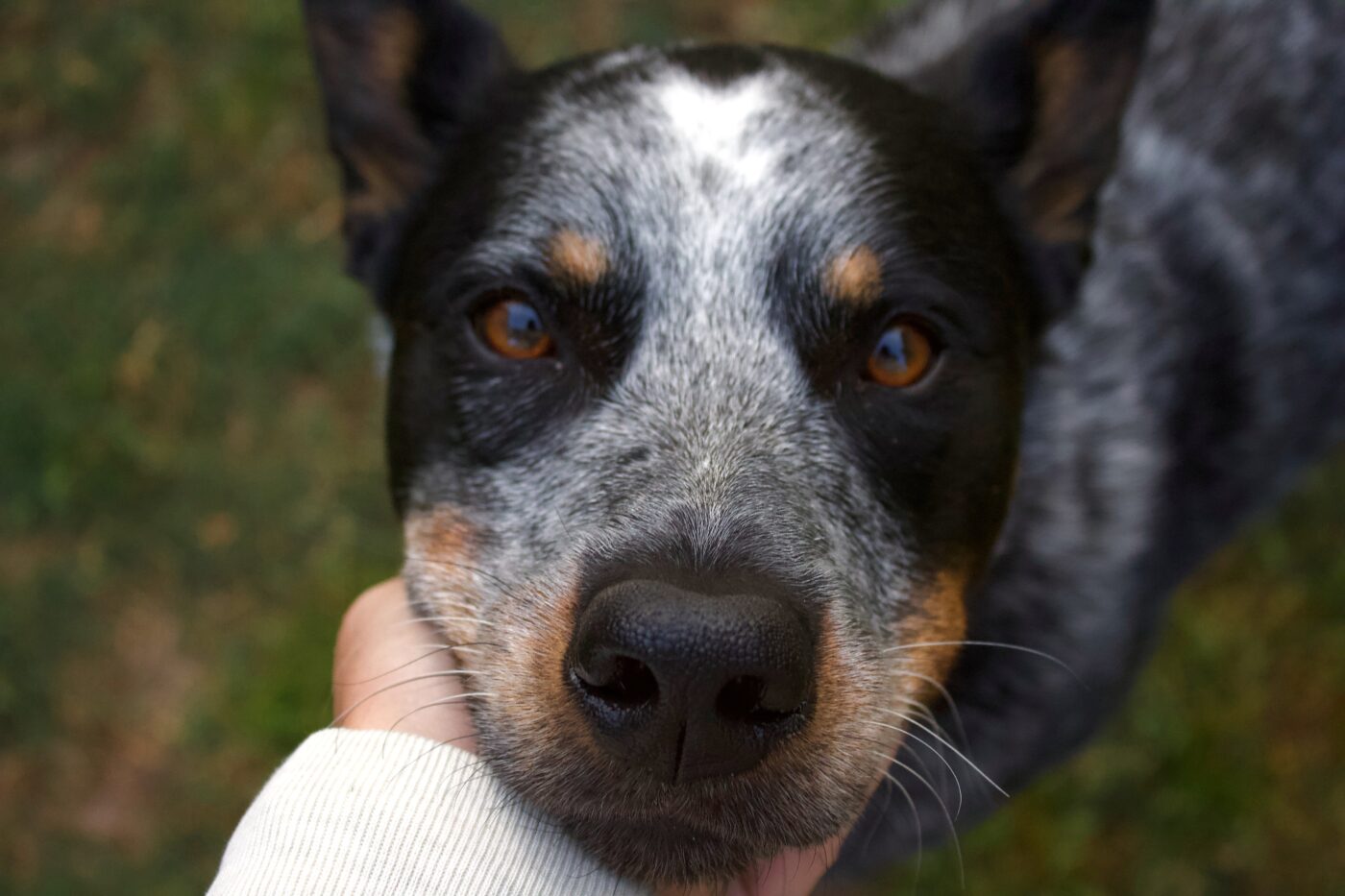 the best eye supplements for your Australian Cattle Dog