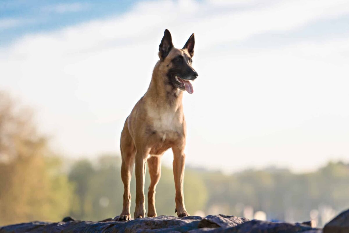 Belgian Malinois survey scaled e1725959364777