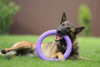 Belgian Malinois toy 350x233 1