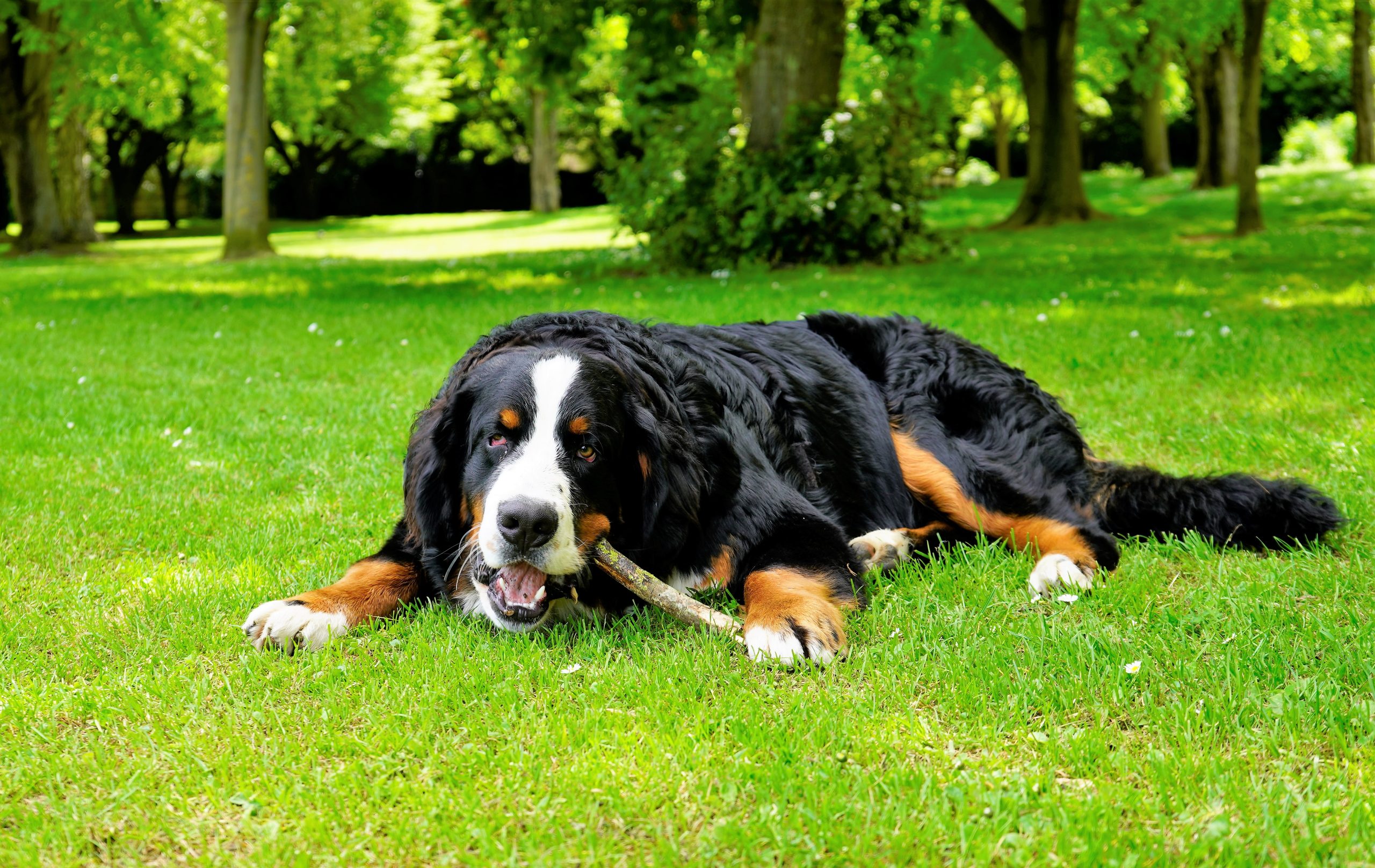 Bernese Mountain Dog chewing stick