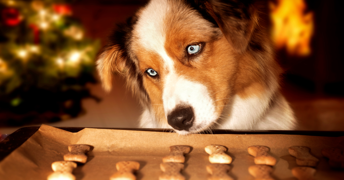 Dog Christmas treats