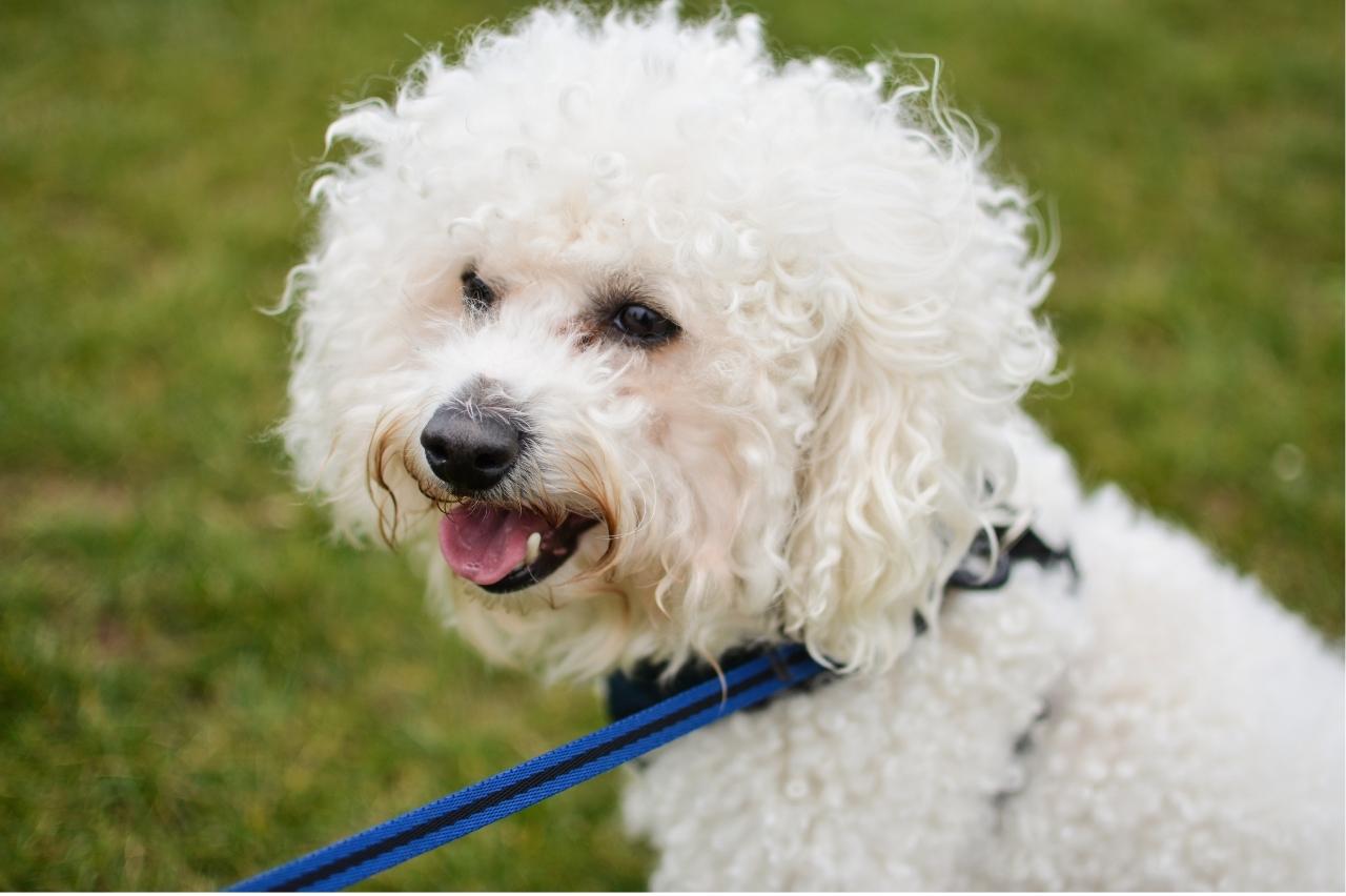 best pill pocket for bichon frises