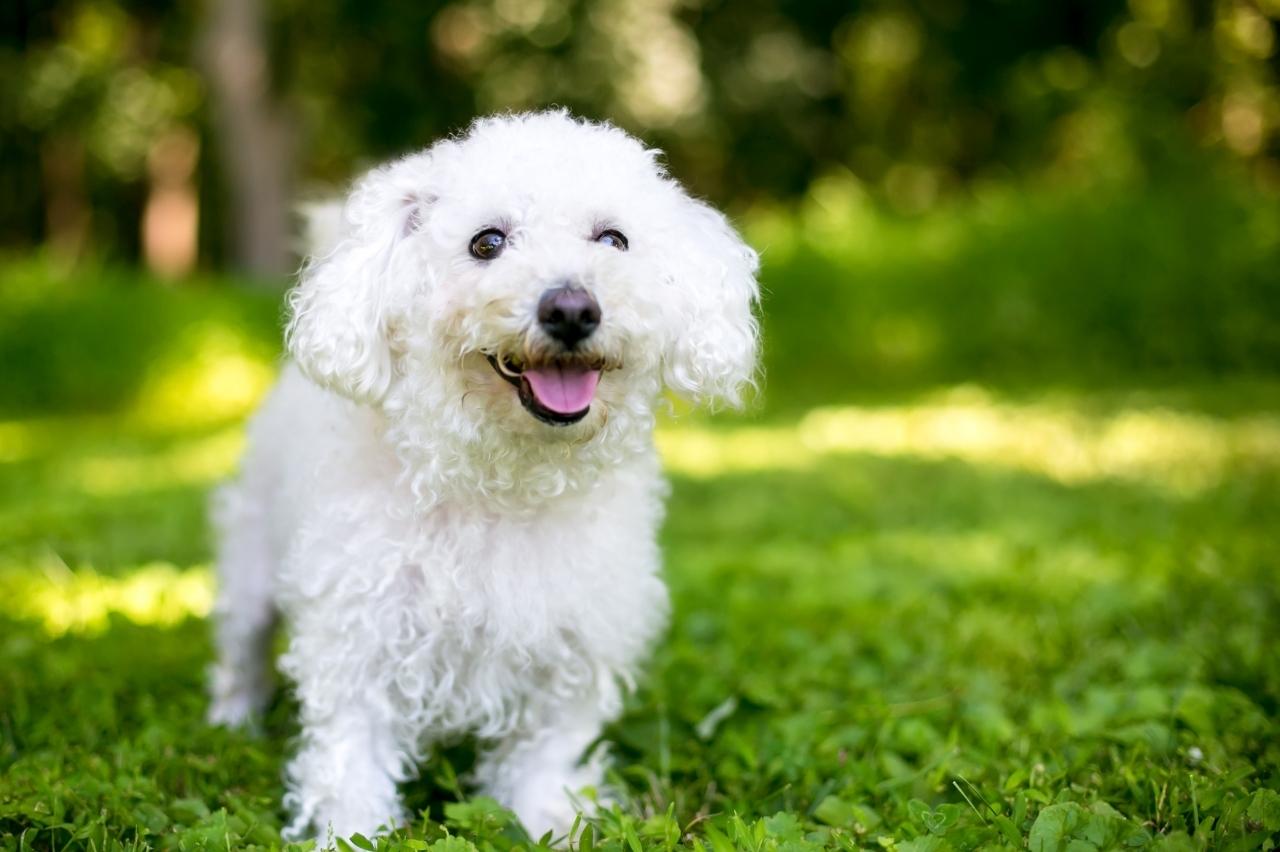 How Often Do I Take a Bichon Frise Outside to Pee?