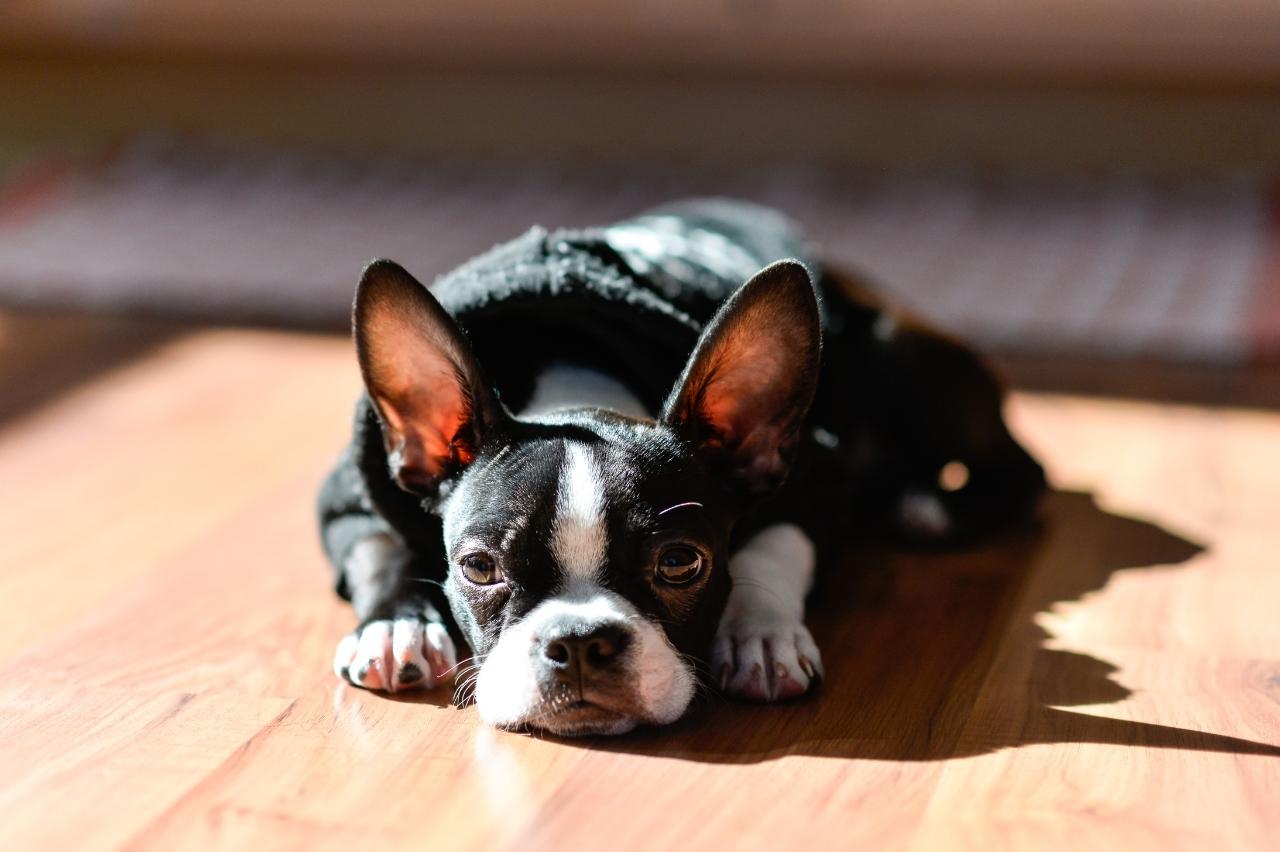 boston terrier itchy skin allergy