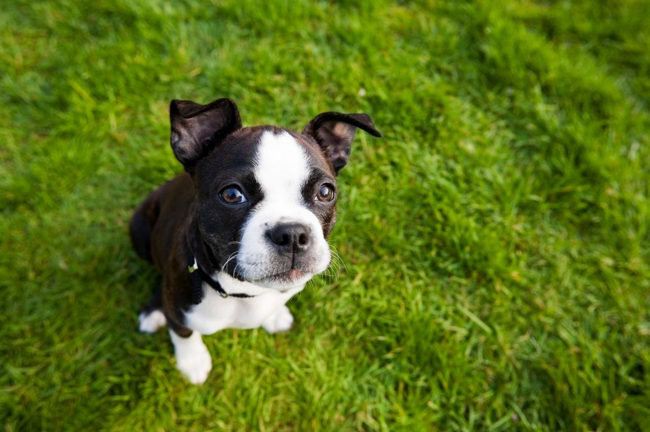 Boston Terrier 3