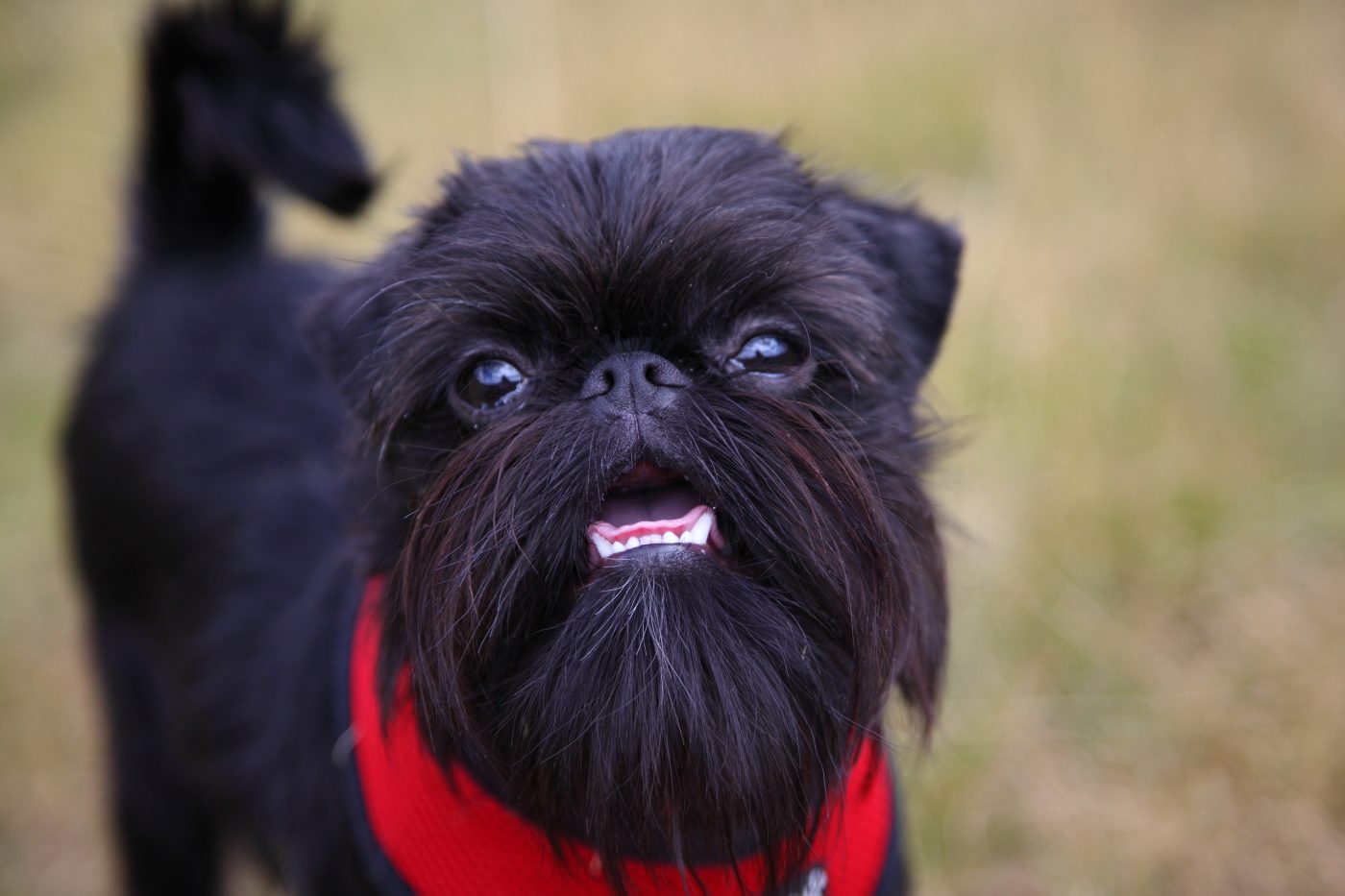 Brussels Griffon5 1 1400x933 1