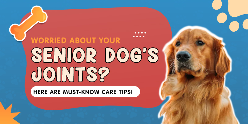 CVC Blog Senior Dog Joints care Dec24