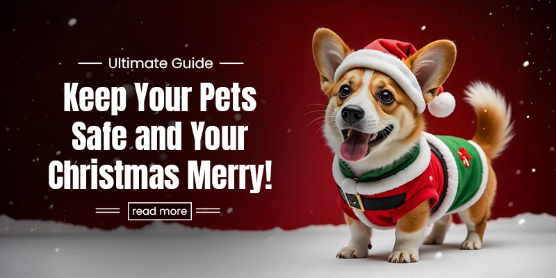 CVC Blog Ultimate Guide Christmas Nov24