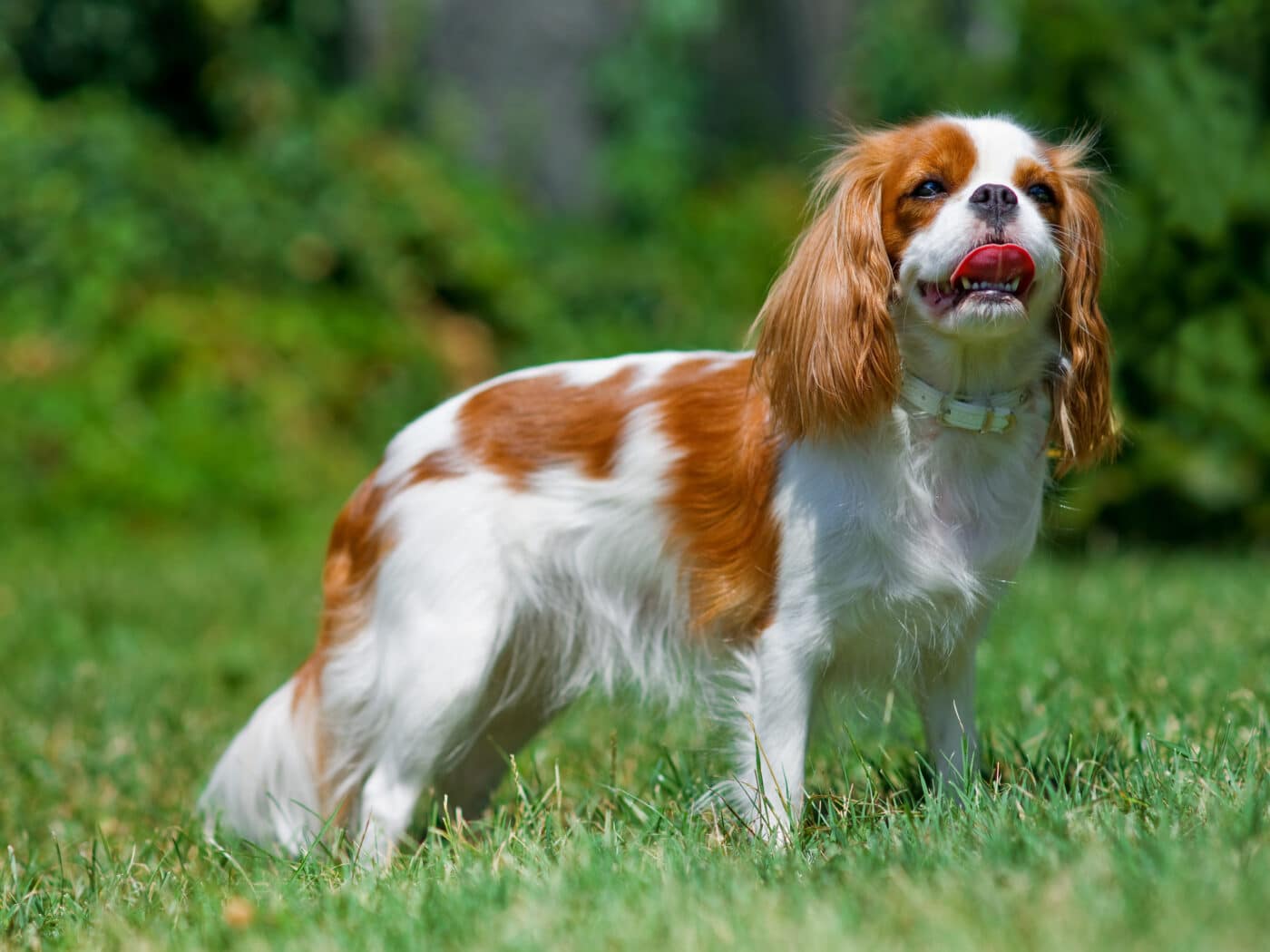 Cavalier King Charles Spaniel 1400x1050 1